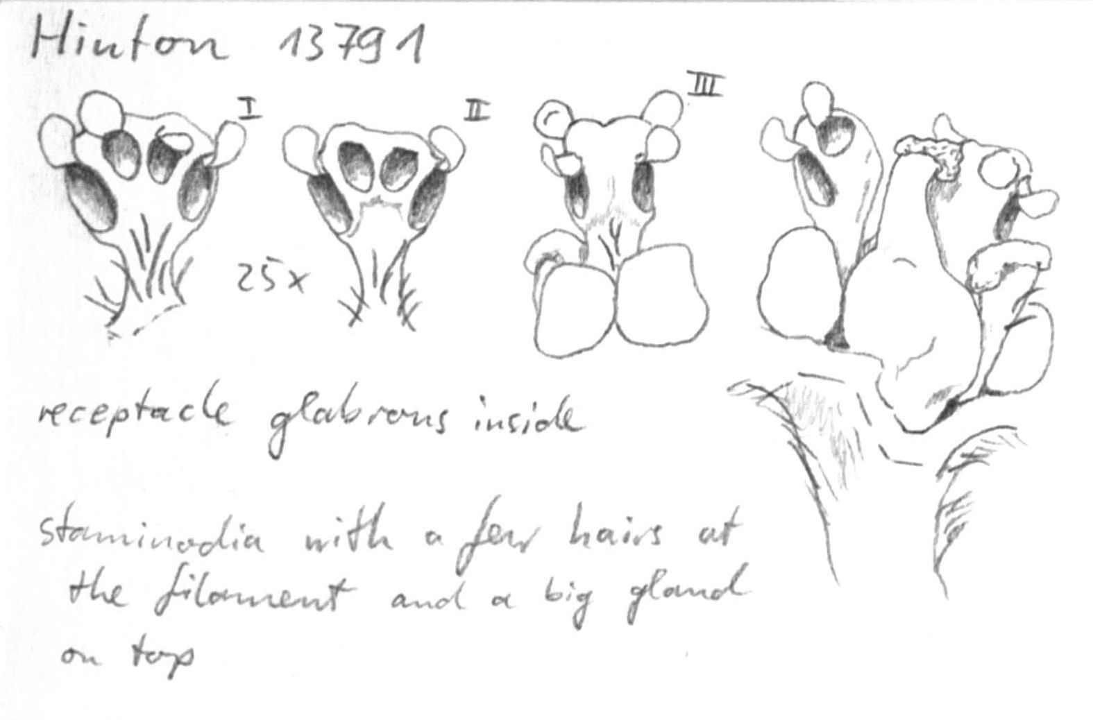 preview Damburneya nitida (Mez) Trofimov & Rohwer